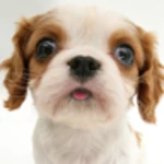 sniffing pets free android application logo